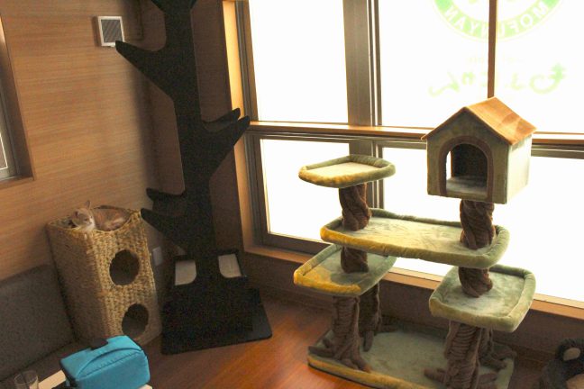 猫カフェもふにゃん内観２