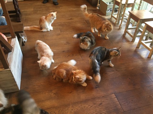 猫カフェRIENの猫たち