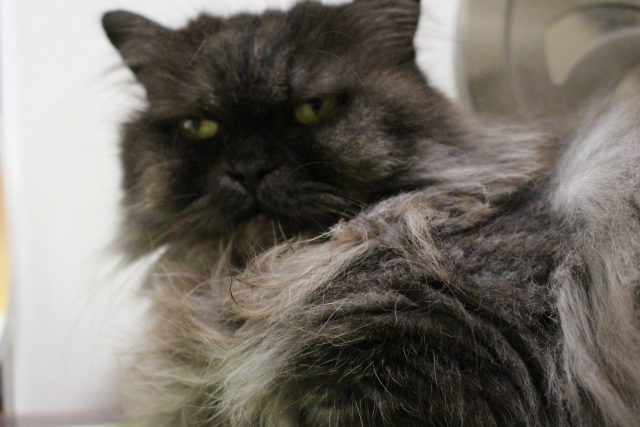 猫茶家の猫６（色のお陰で人相悪く見えてしまう）