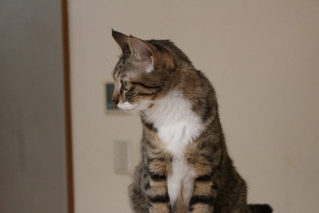 猫茶家の猫１
