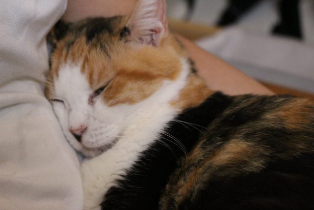 猫茶家の猫７（人懐っこすぎ）
