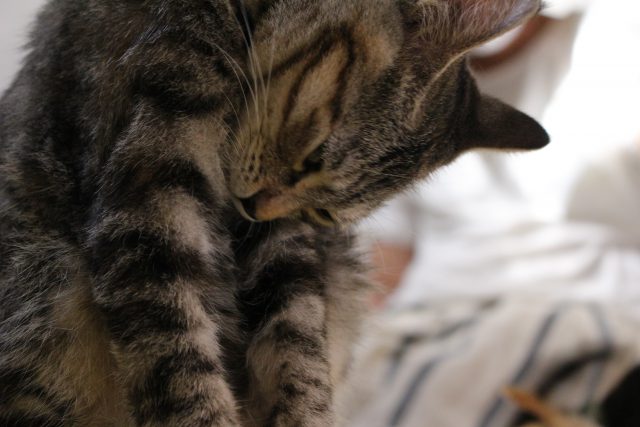 猫茶家の猫３
