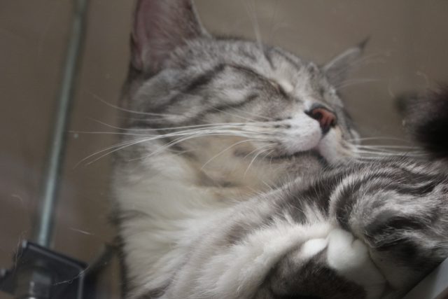 猫茶家の猫５（透明なキャットワークの上で寝てる）