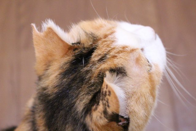 猫茶家の猫４（耳が欠けてる）