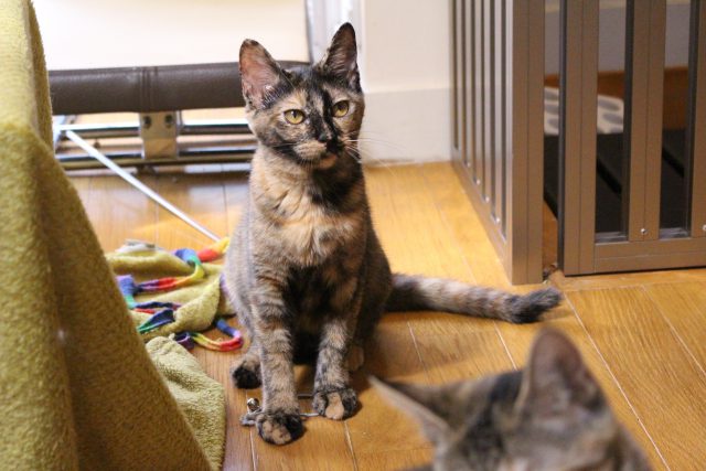 猫茶家の猫２