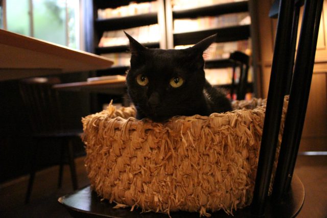 猫カフェきゃらくの猫６