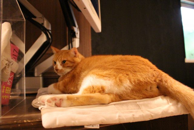 猫カフェきゃらくの猫１（ずっと寝てた）