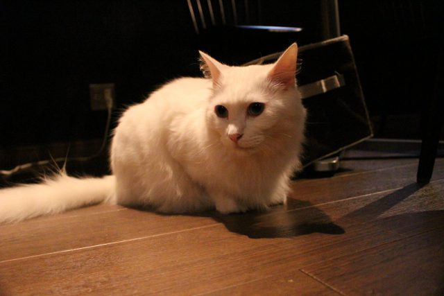 猫カフェきゃらふの猫４