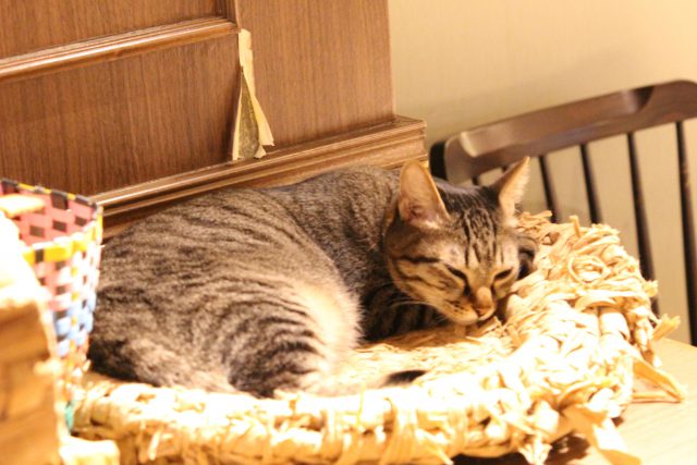 猫カフェきゃらくの猫３