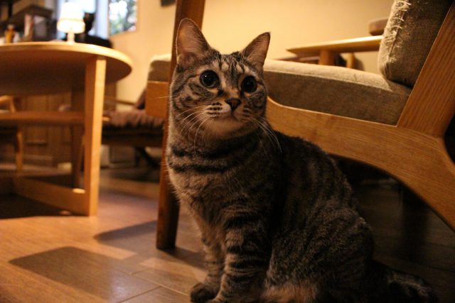 猫カフェきゃらふの猫５