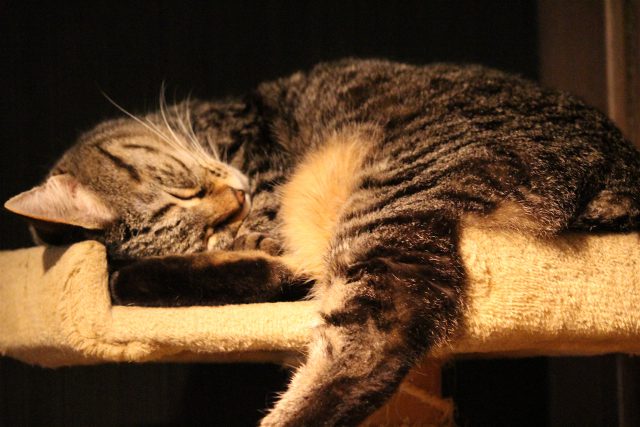 猫カフェきゃらくの猫２